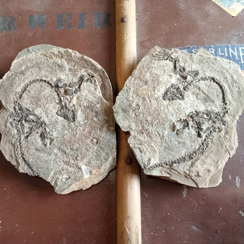 Barasaurus fossils - Lost archives store - product_name_for_sale - product_name_for_sale_australia - category_name