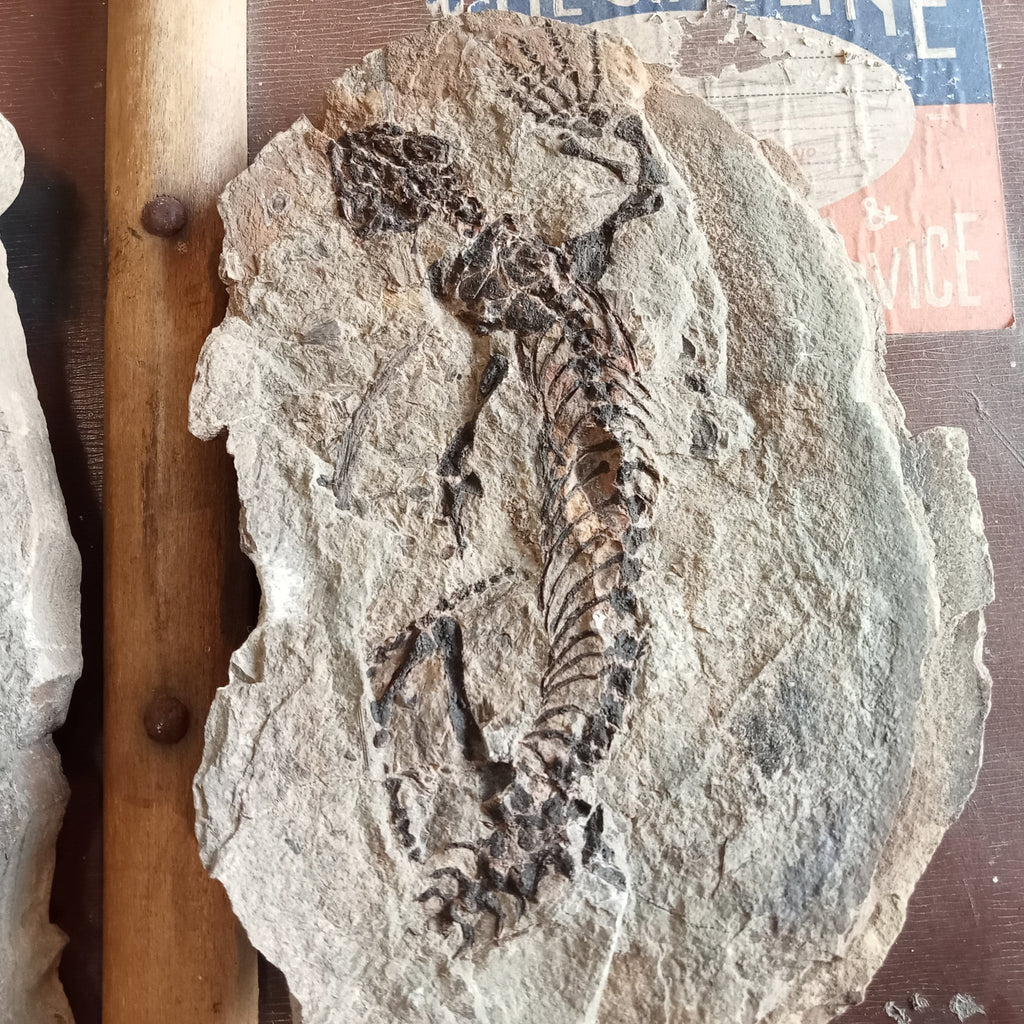 Barasaurus fossils - Lost archives store - product_name_for_sale - product_name_for_sale_australia - category_name