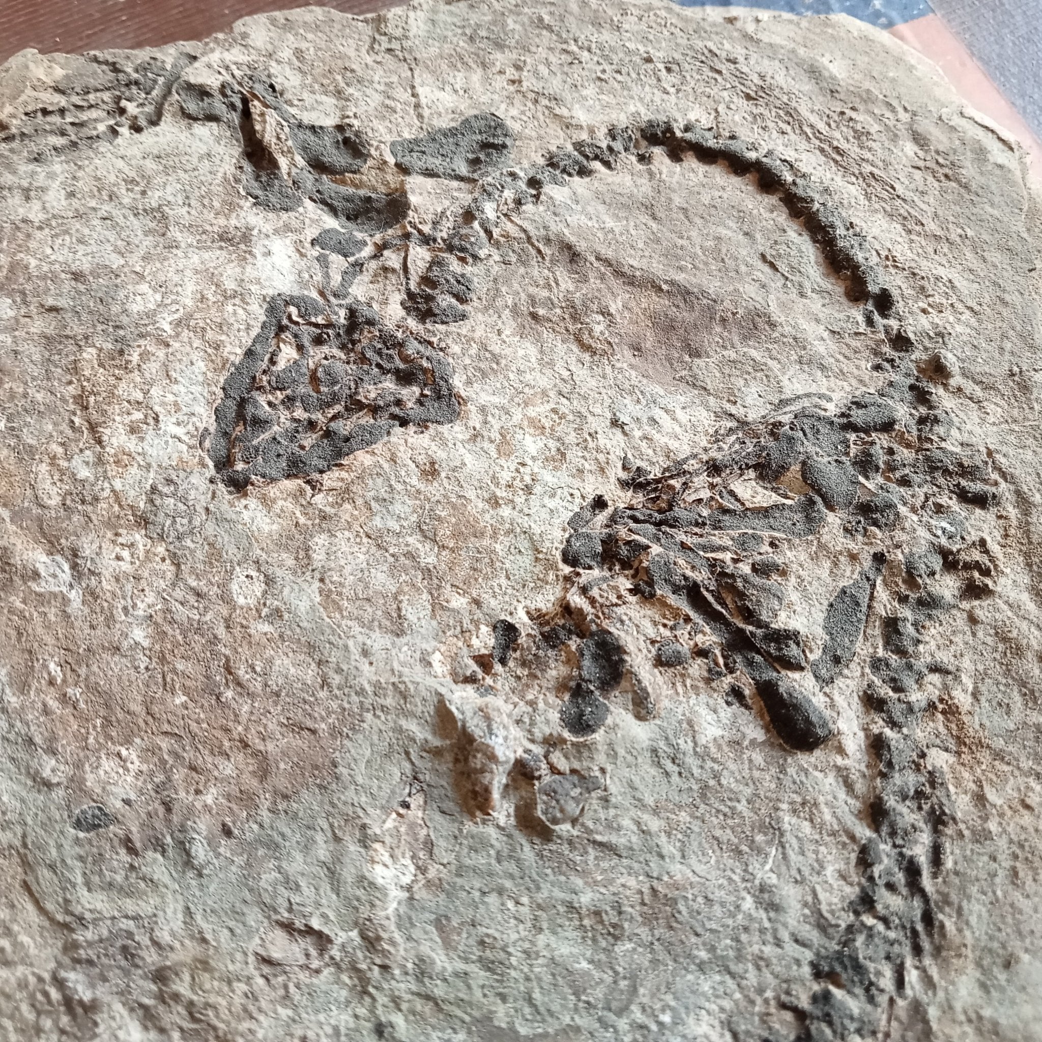 Barasaurus fossils - Lost archives store - product_name_for_sale - product_name_for_sale_australia - category_name