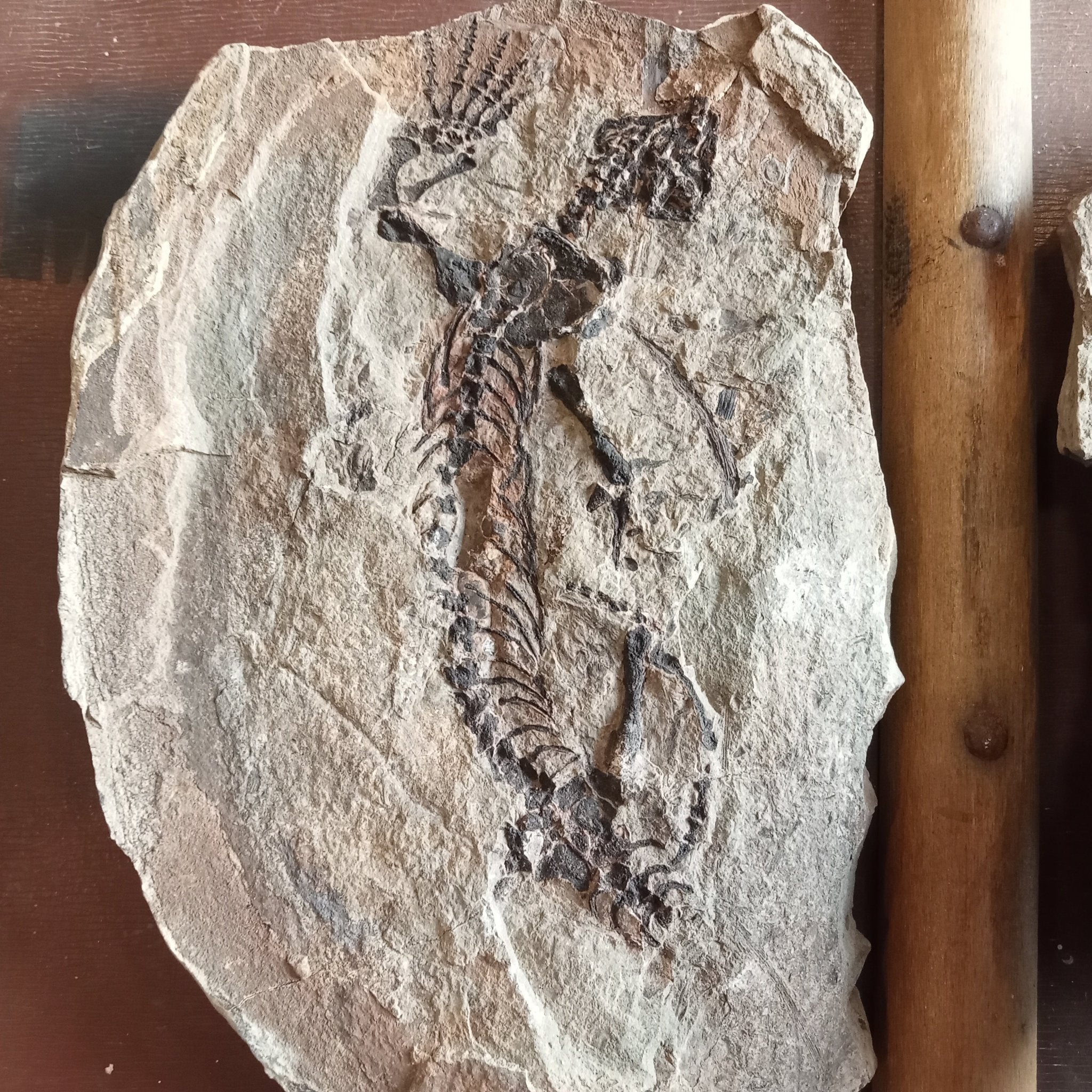 Barasaurus fossils - Lost archives store - product_name_for_sale - product_name_for_sale_australia - category_name