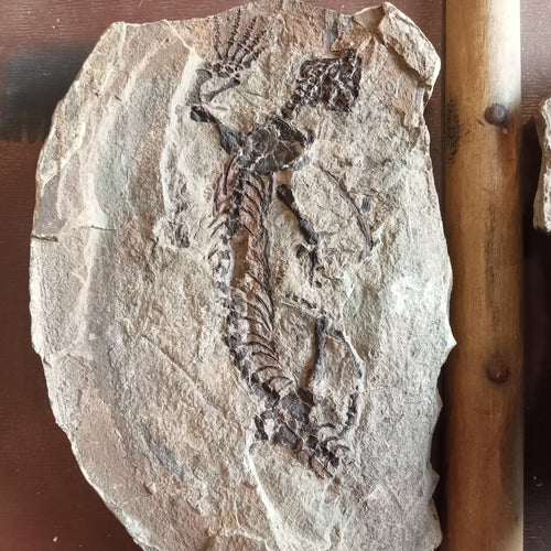 Barasaurus fossils - Lost archives store - product_name_for_sale - product_name_for_sale_australia - category_name