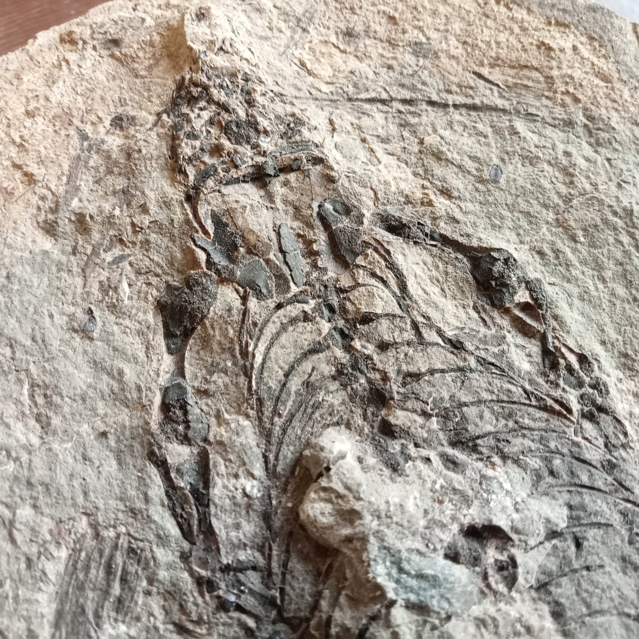 Barasaurus fossils - Lost archives store - product_name_for_sale - product_name_for_sale_australia - category_name