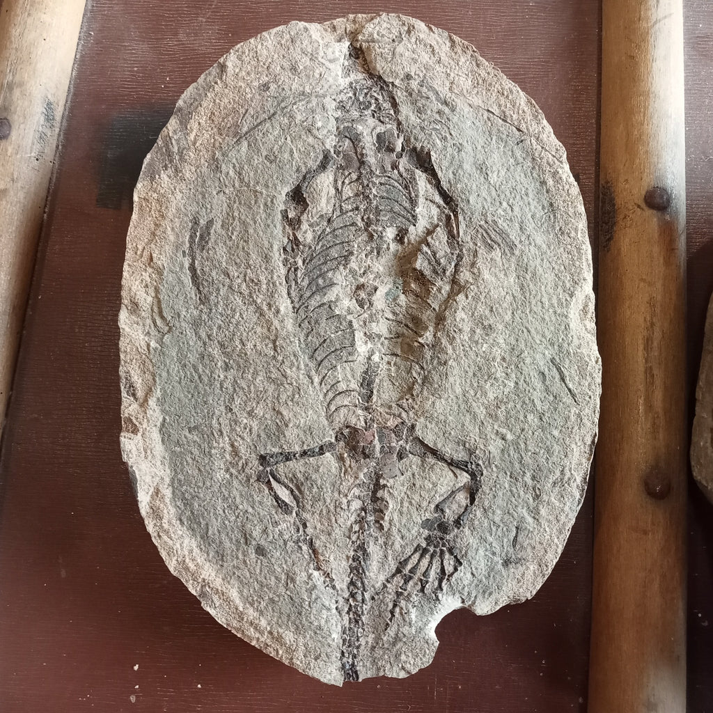 Barasaurus fossils - Lost archives store - product_name_for_sale - product_name_for_sale_australia - category_name