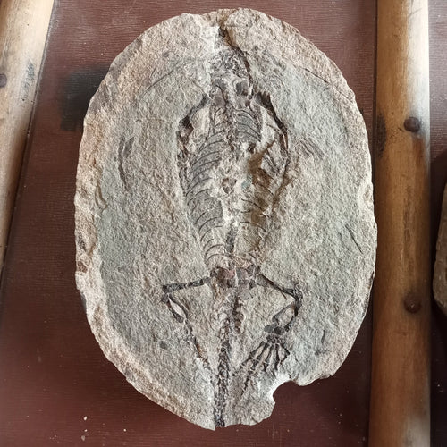 Barasaurus fossils - Lost archives store - product_name_for_sale - product_name_for_sale_australia - category_name