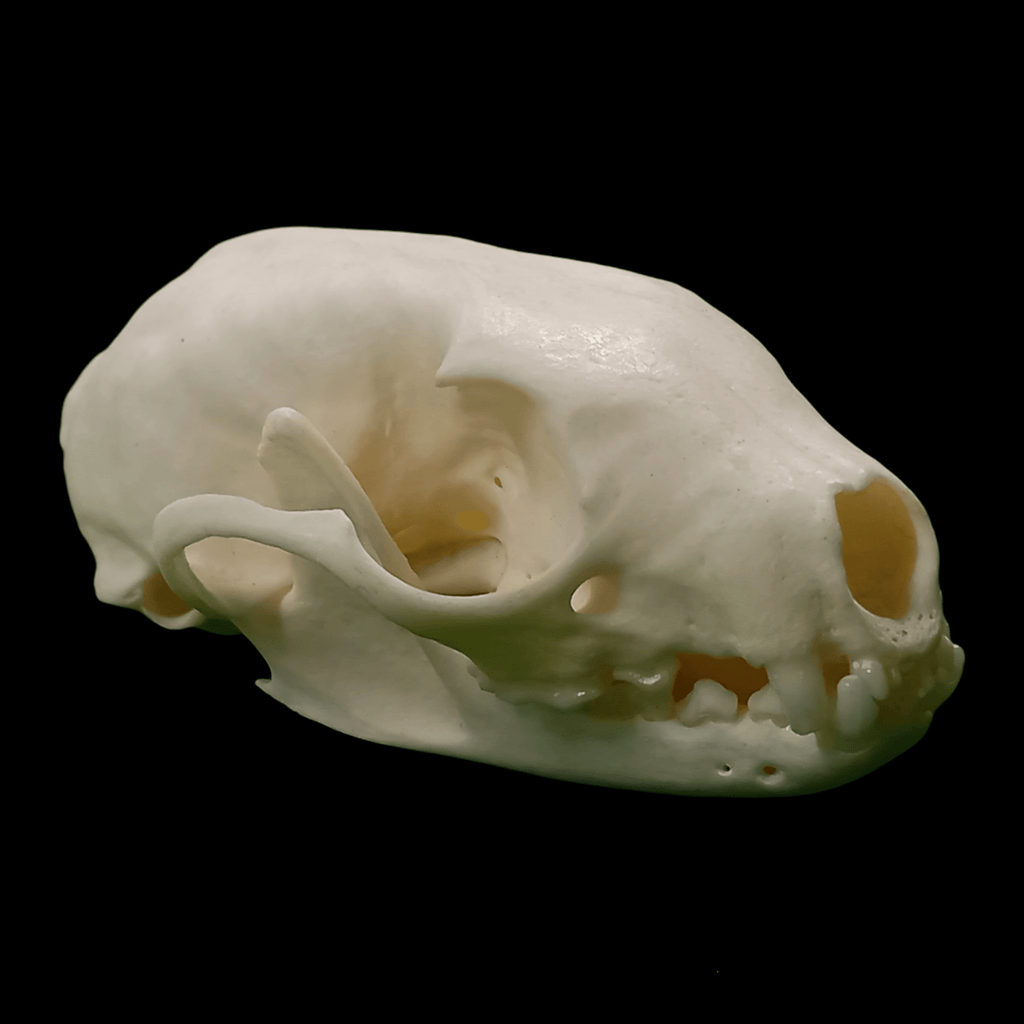 Beech marten skull - Lost archives store - product_name_for_sale - product_name_for_sale_australia - category_name