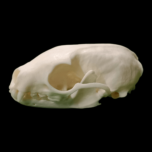 Beech marten skull - Lost archives store - product_name_for_sale - product_name_for_sale_australia - category_name