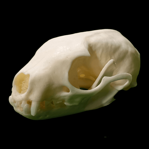 Beech marten skull - Lost archives store - product_name_for_sale - product_name_for_sale_australia - category_name
