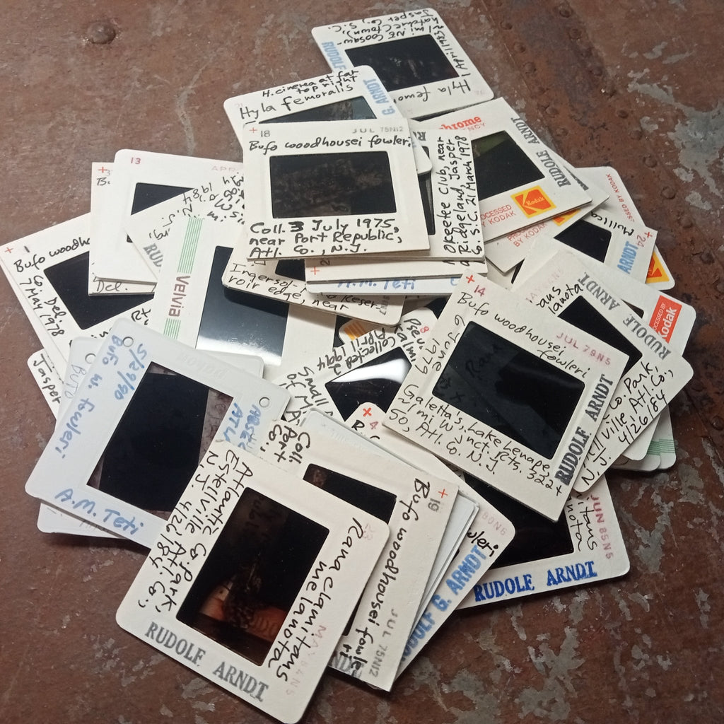 Biologist photo slides 10 pack - Lost archives store - product_name_for_sale - product_name_for_sale_australia - category_name