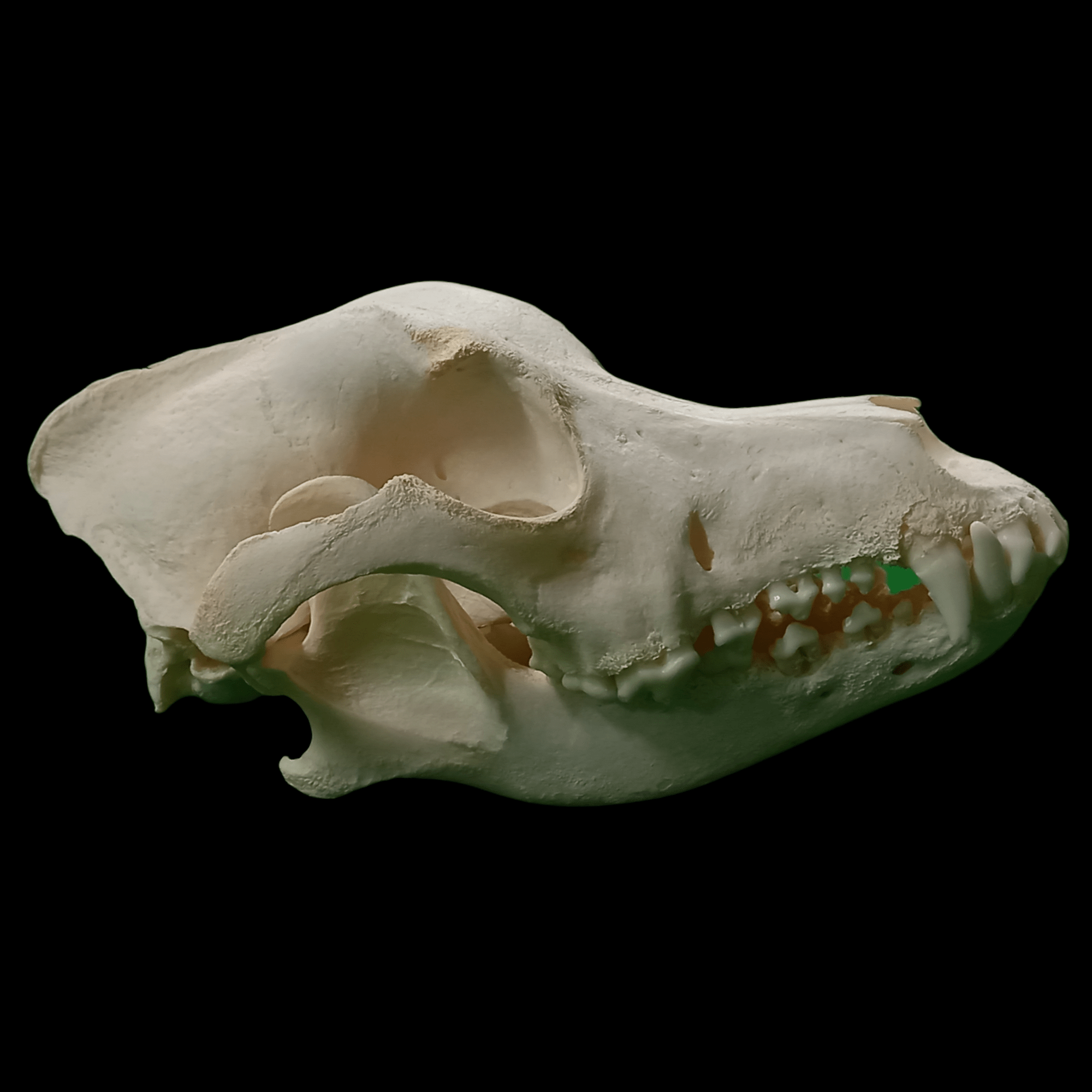 Black labrador skull - Lost archives store - product_name_for_sale - product_name_for_sale_australia - category_name