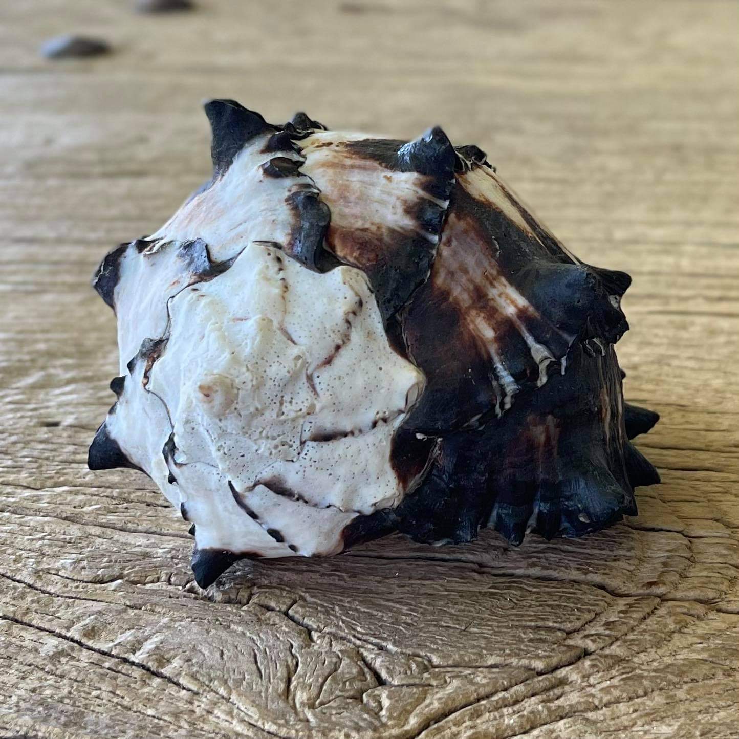 Black murex shell - Lost archives store - product_name_for_sale - product_name_for_sale_australia - category_name