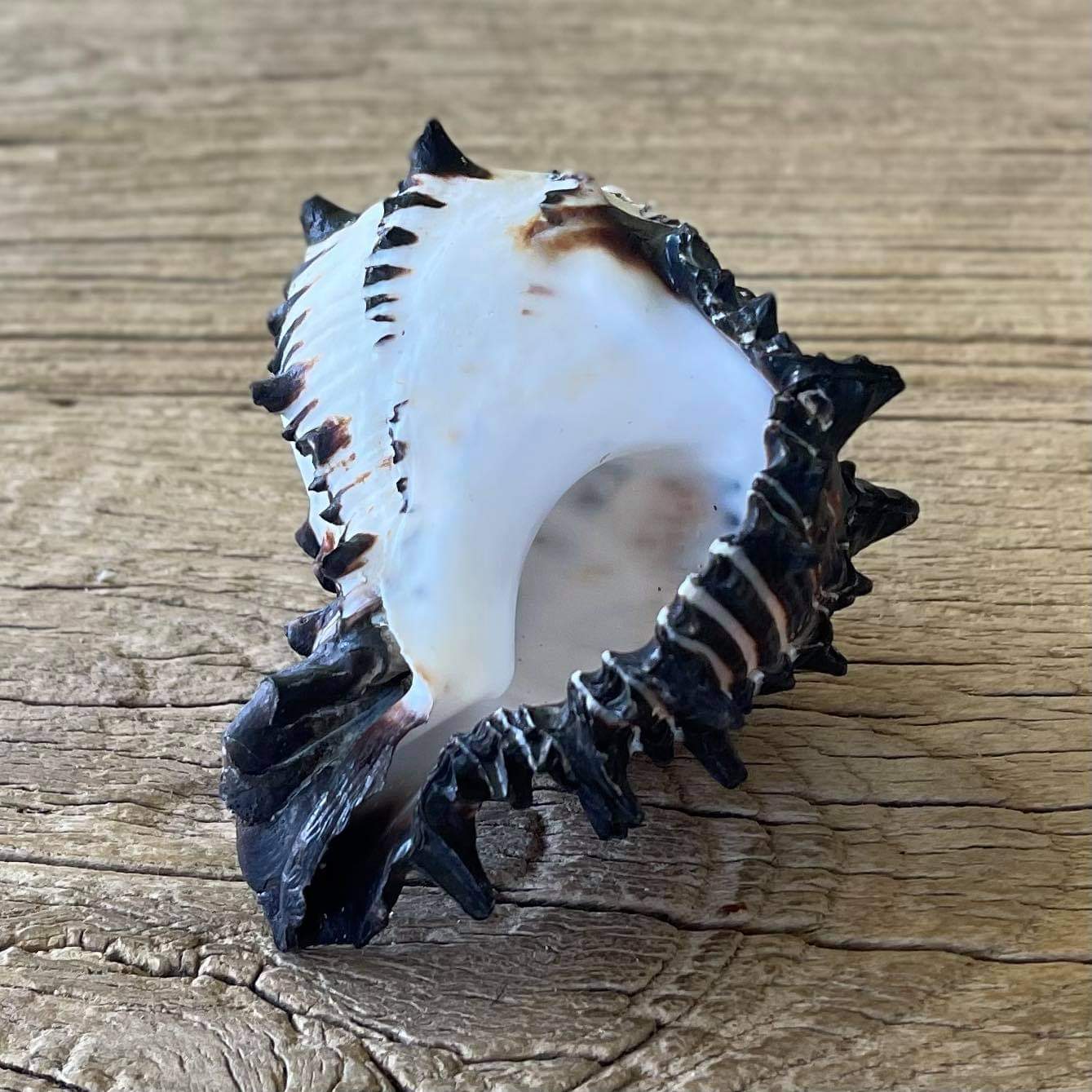 Black murex shell - Lost archives store - product_name_for_sale - product_name_for_sale_australia - category_name