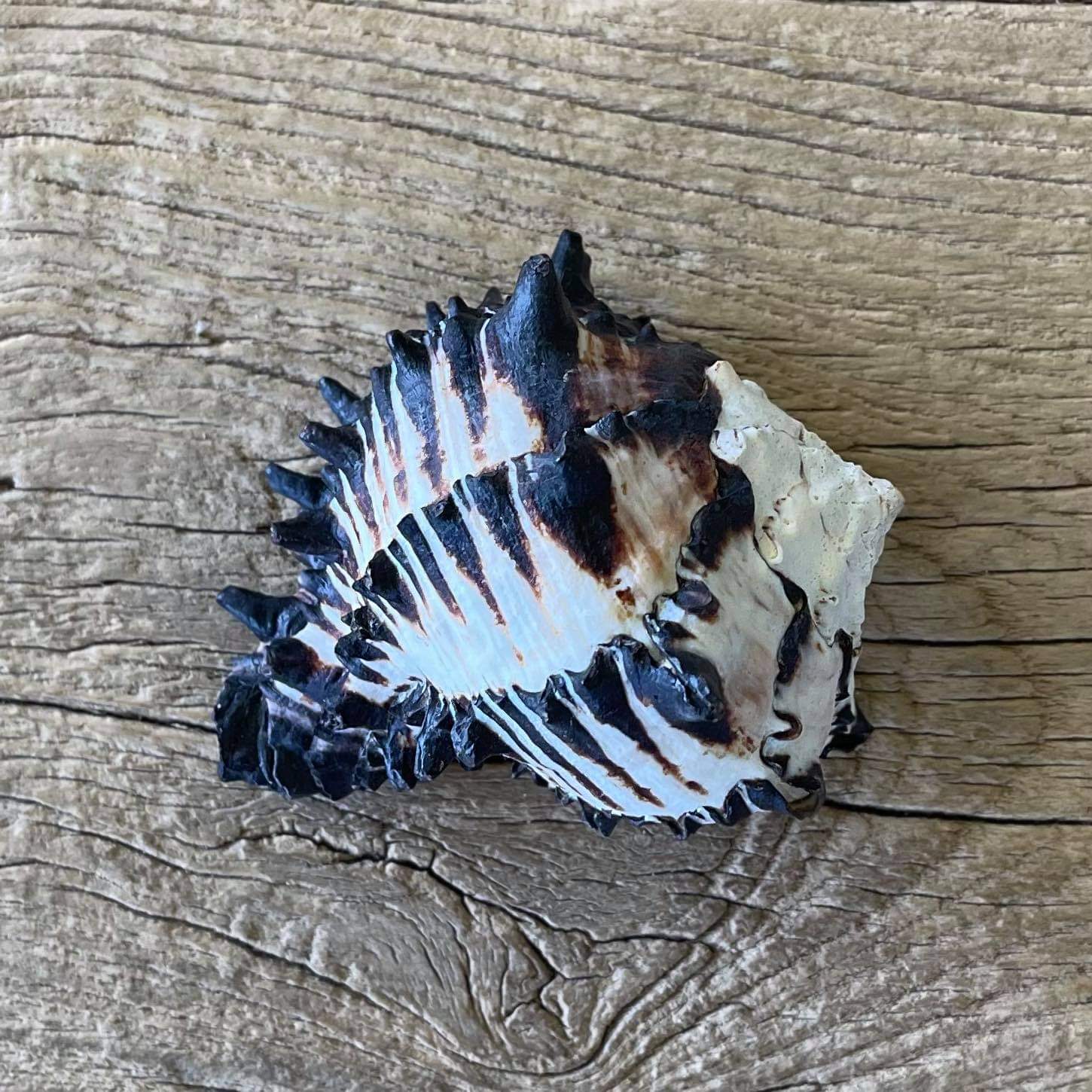 Black murex shell - Lost archives store - product_name_for_sale - product_name_for_sale_australia - category_name