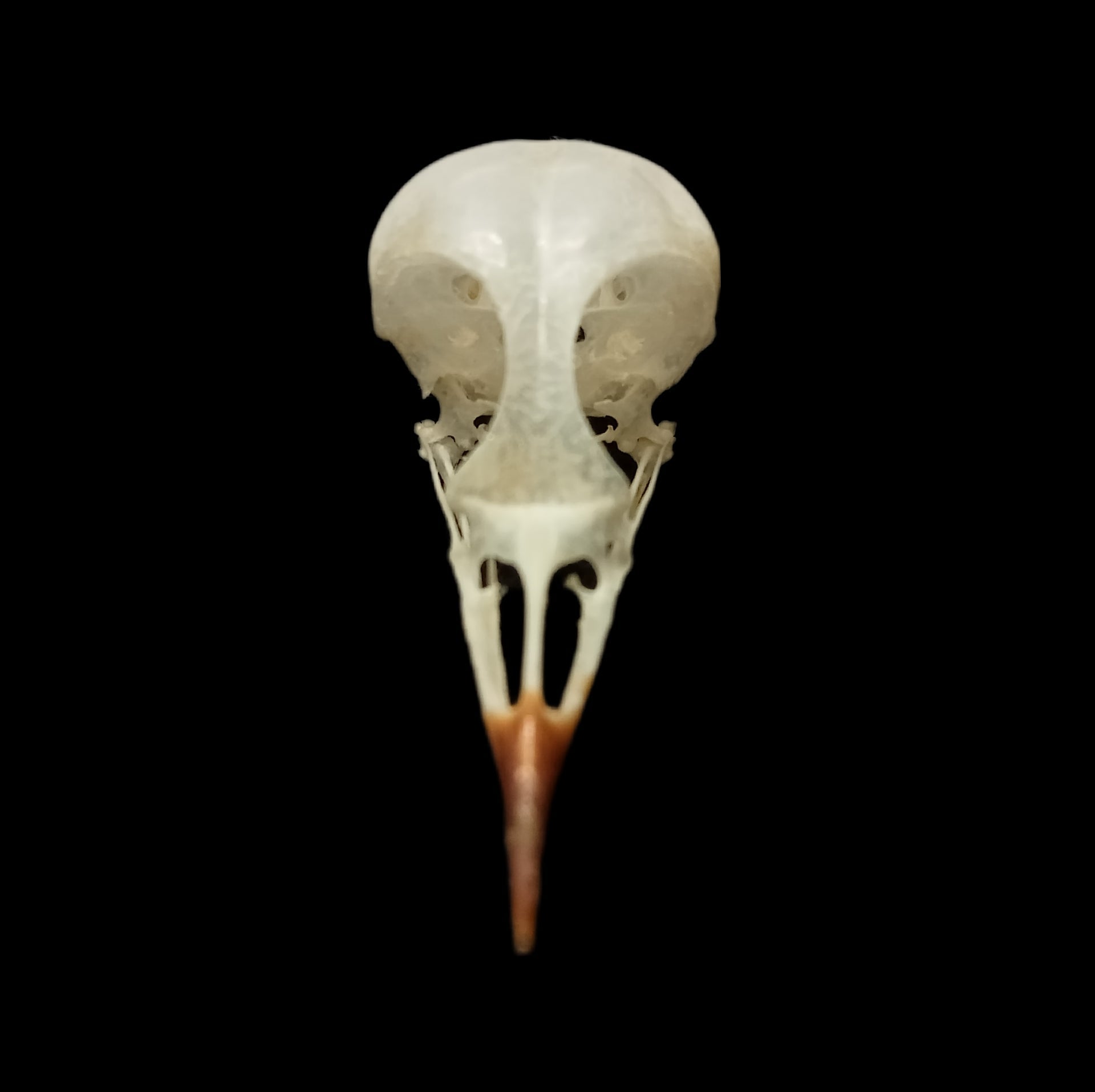 Black Redstart skull - Lost archives store - product_name_for_sale - product_name_for_sale_australia - category_name