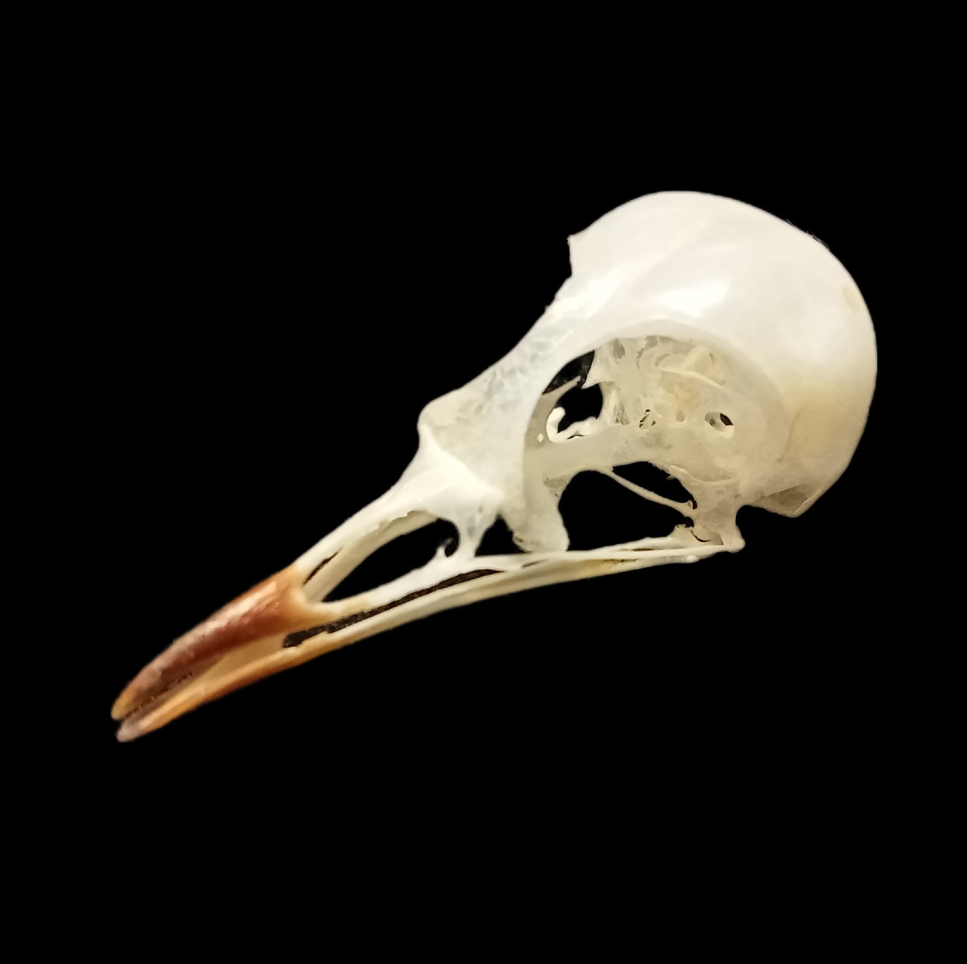 Black Redstart skull - Lost archives store - product_name_for_sale - product_name_for_sale_australia - category_name