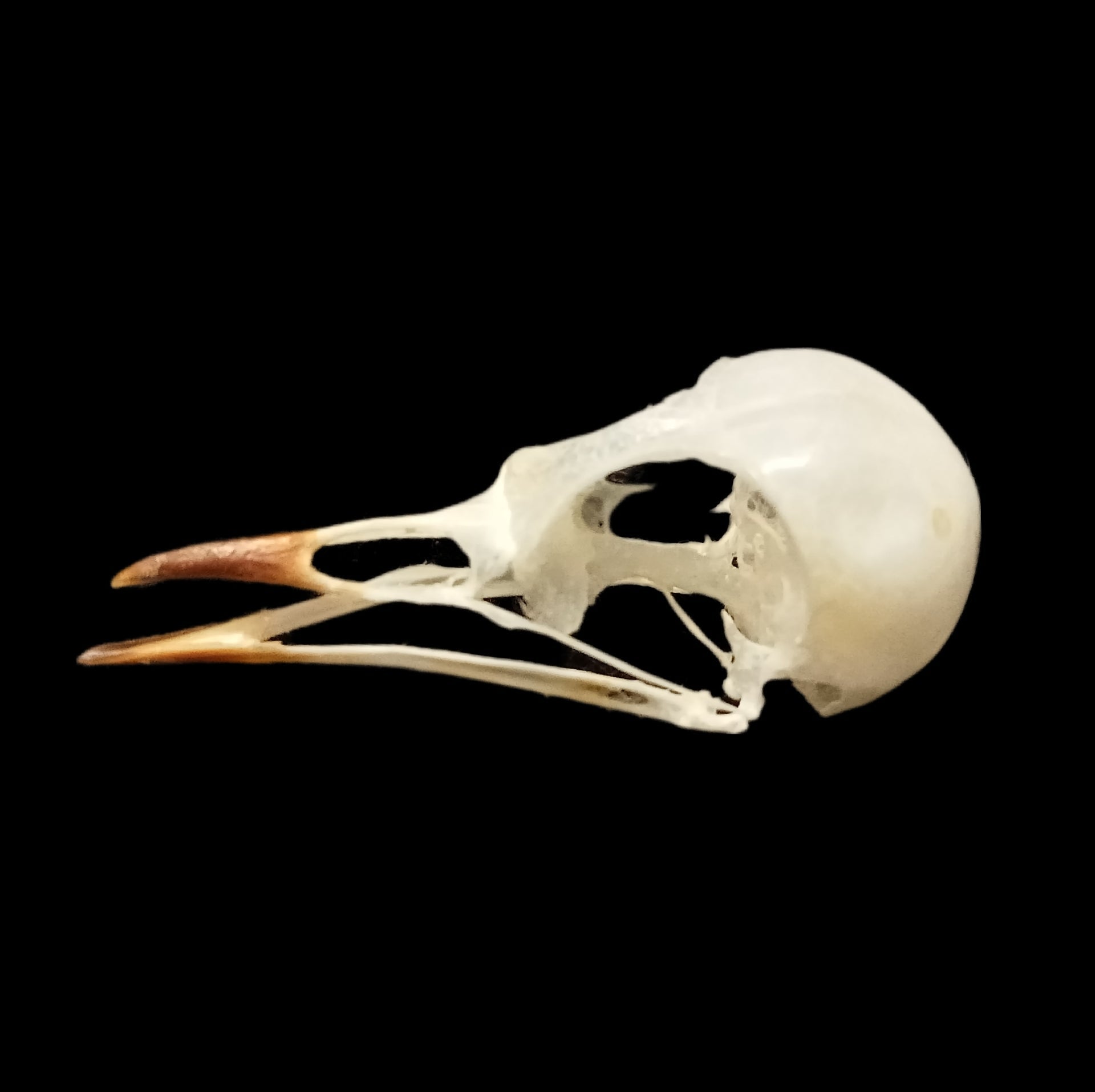 Black Redstart skull - Lost archives store - product_name_for_sale - product_name_for_sale_australia - category_name