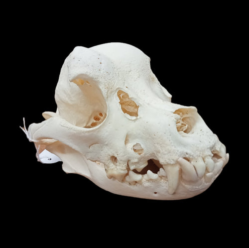 Boxer Skull - Lost archives store - product_name_for_sale - product_name_for_sale_australia - category_name