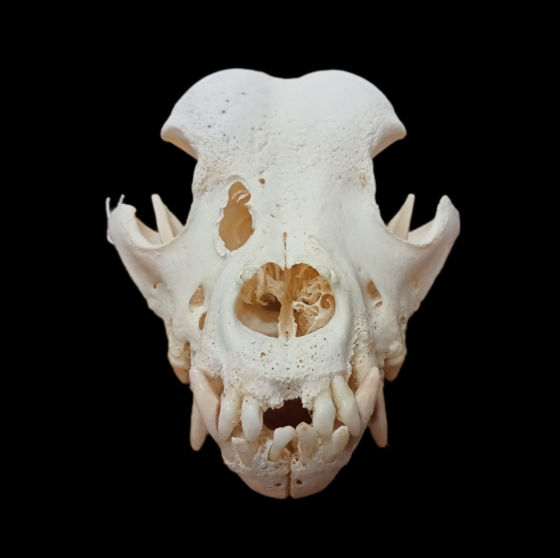 Boxer Skull - Lost archives store - product_name_for_sale - product_name_for_sale_australia - category_name