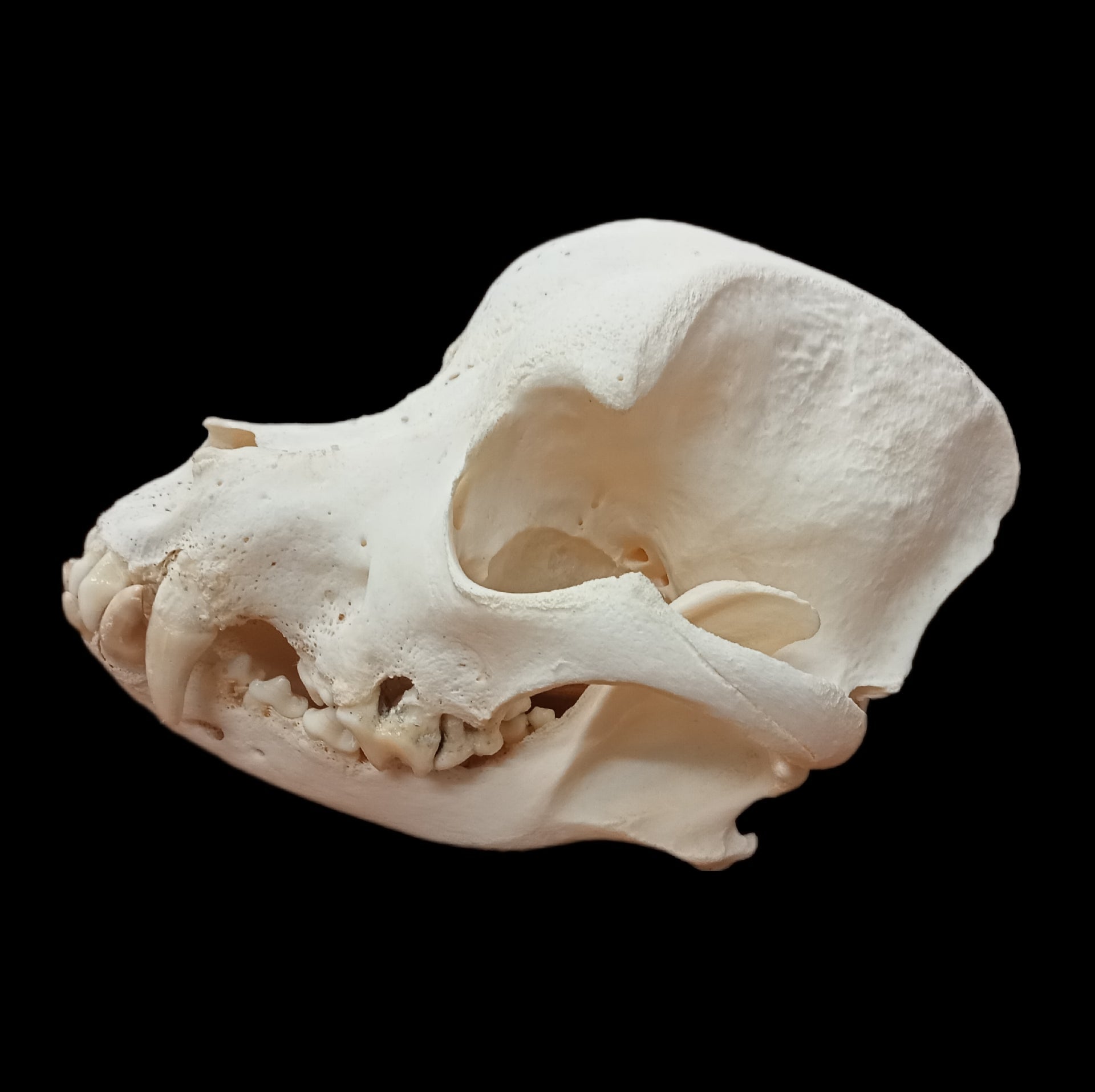 Boxer Skull - Lost archives store - product_name_for_sale - product_name_for_sale_australia - category_name