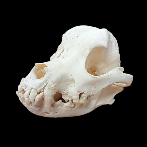Boxer Skull - Lost archives store - product_name_for_sale - product_name_for_sale_australia - category_name