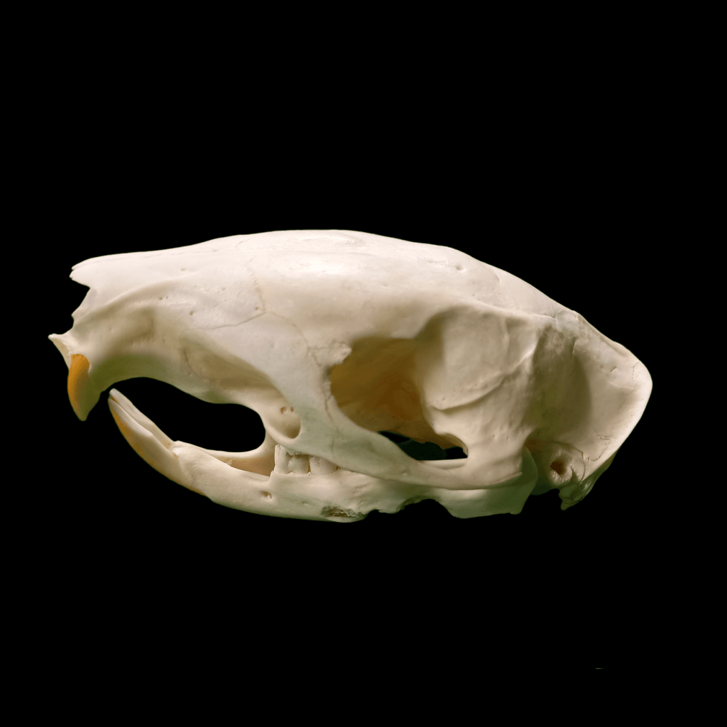 Brush tailed porcupine skull - Lost archives store - product_name_for_sale - product_name_for_sale_australia - category_name
