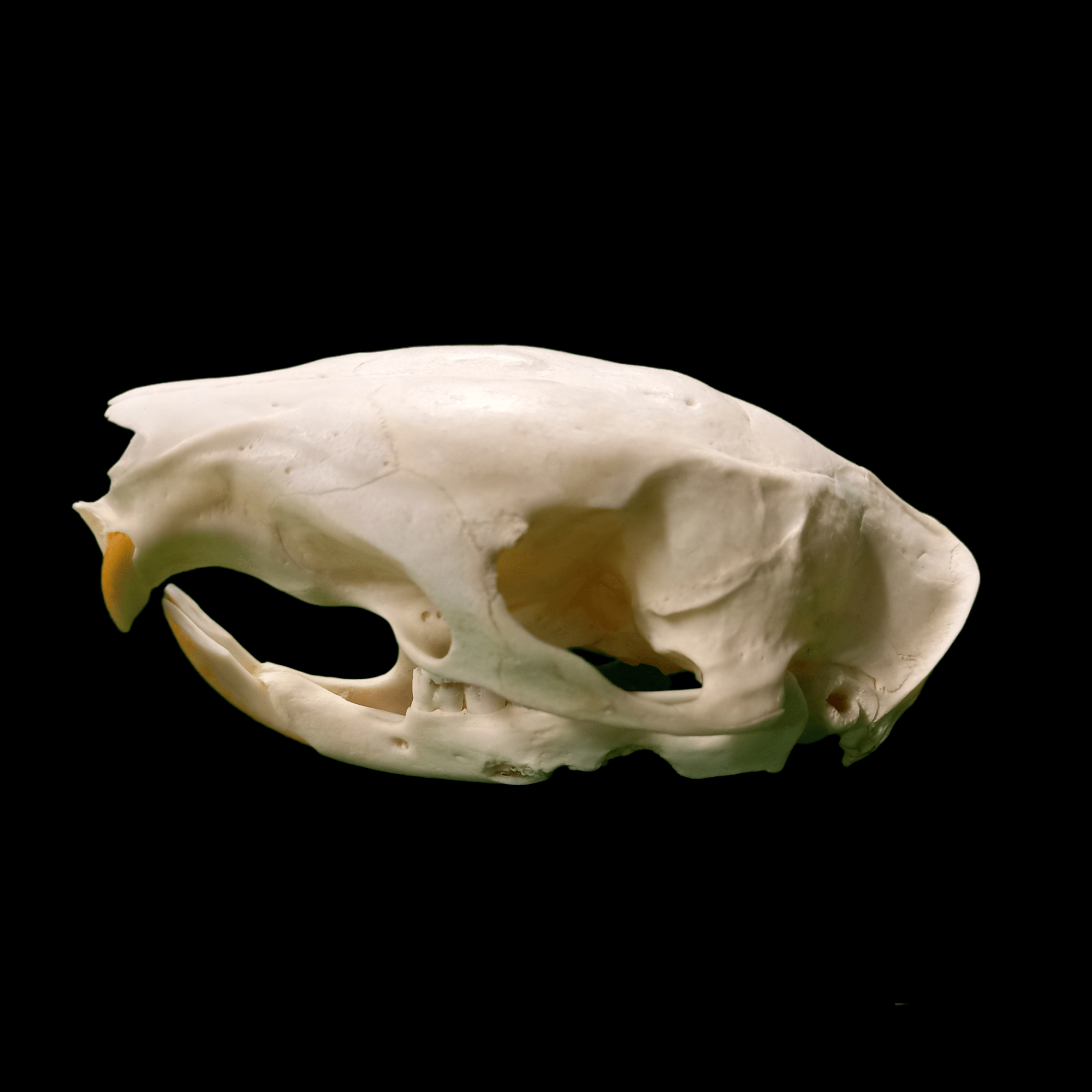 Brush tailed porcupine skull - Lost archives store - product_name_for_sale - product_name_for_sale_australia - category_name