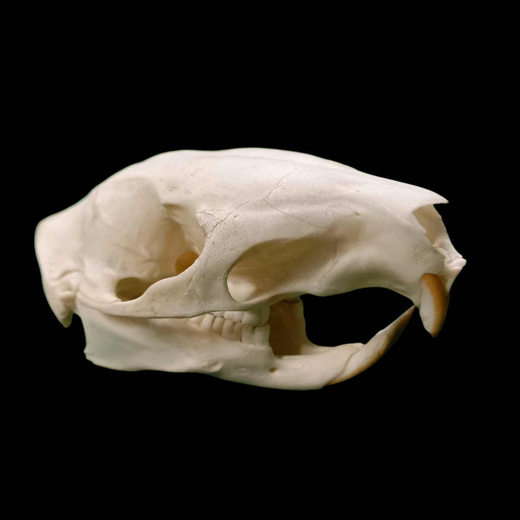 Brush tailed porcupine skull - Lost archives store - product_name_for_sale - product_name_for_sale_australia - category_name