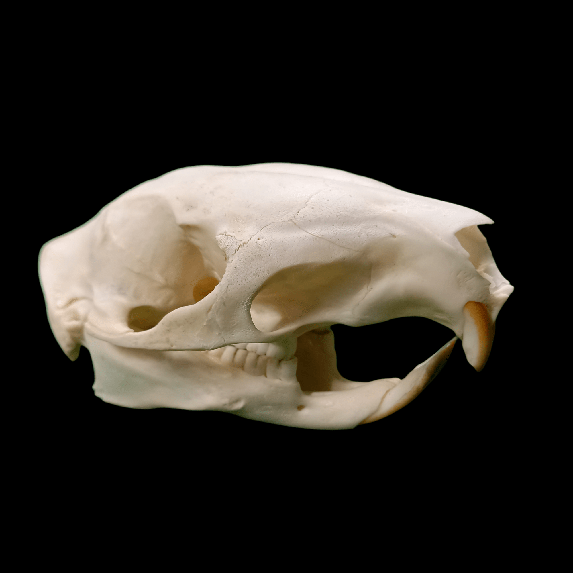 Brush tailed porcupine skull - Lost archives store - product_name_for_sale - product_name_for_sale_australia - category_name