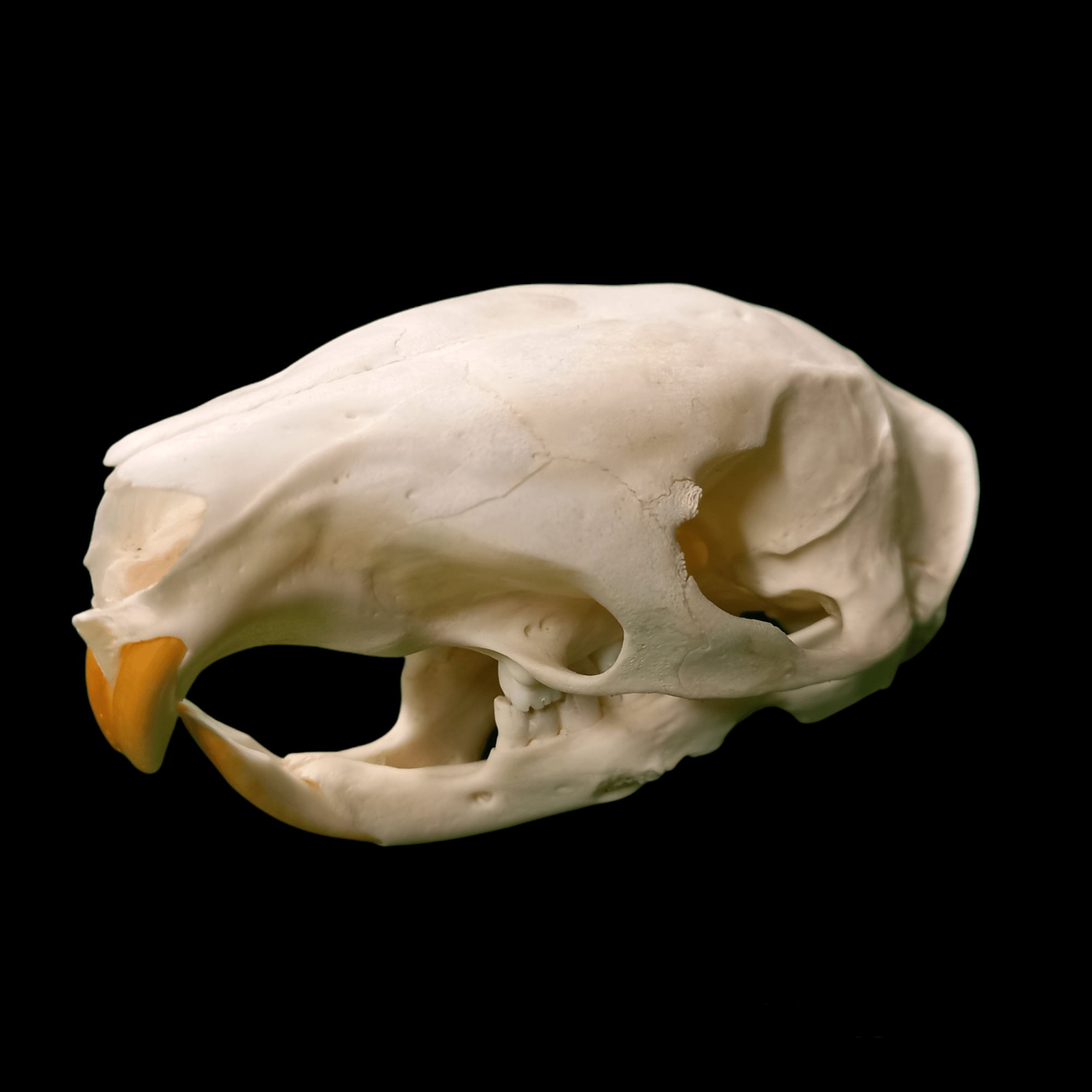 Brush tailed porcupine skull - Lost archives store - product_name_for_sale - product_name_for_sale_australia - category_name