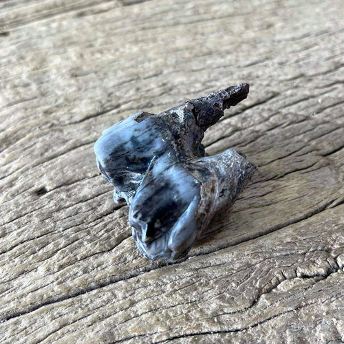 Buffalo tooth fossil - Lost archives store - product_name_for_sale - product_name_for_sale_australia - category_name