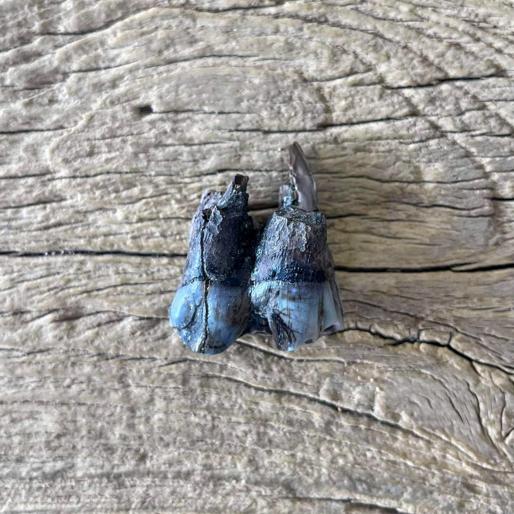 Buffalo tooth fossil - Lost archives store - product_name_for_sale - product_name_for_sale_australia - category_name