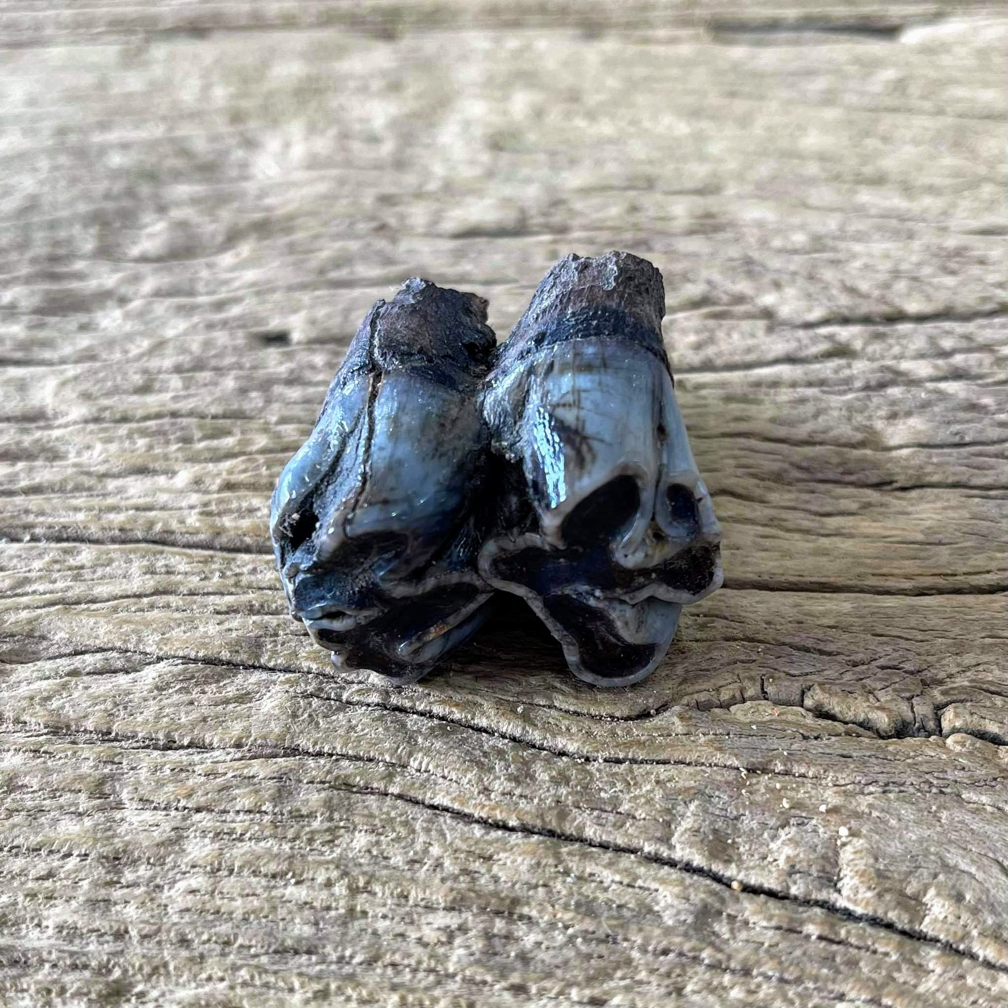 Buffalo tooth fossil - Lost archives store - product_name_for_sale - product_name_for_sale_australia - category_name