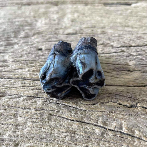 Buffalo tooth fossil - Lost archives store - product_name_for_sale - product_name_for_sale_australia - category_name