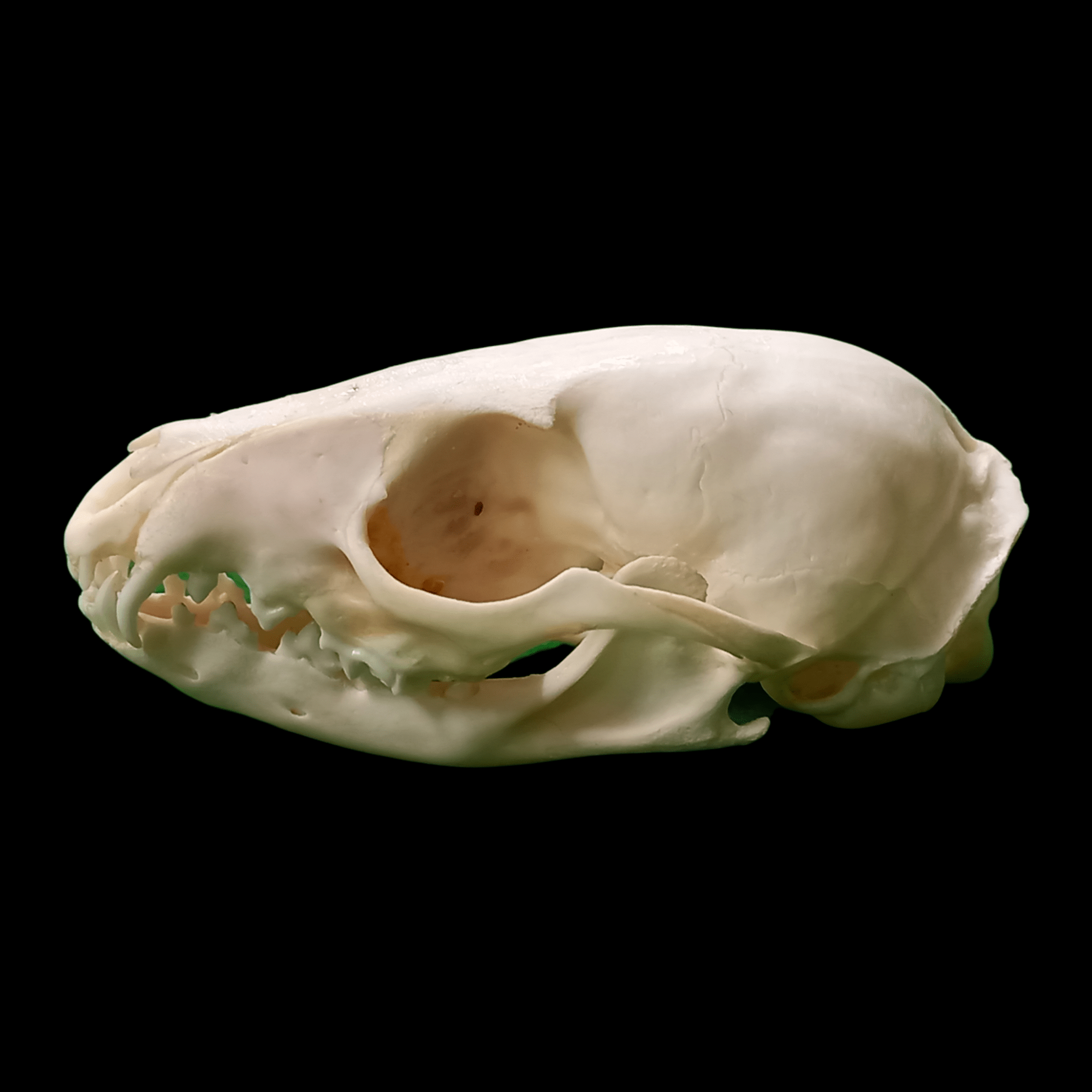 Cape Genet skull - Lost archives store - product_name_for_sale - product_name_for_sale_australia - category_name