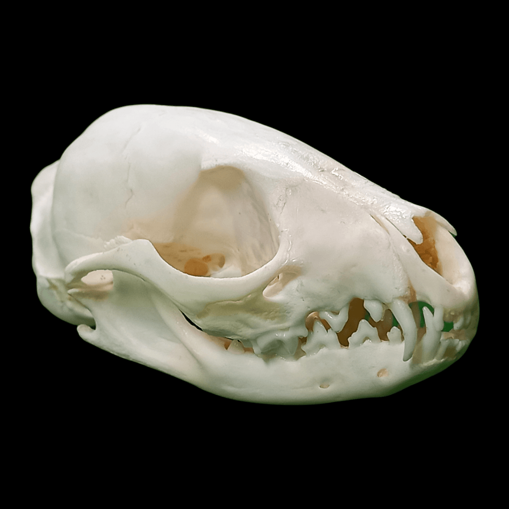 Cape Genet skull - Lost archives store - product_name_for_sale - product_name_for_sale_australia - category_name
