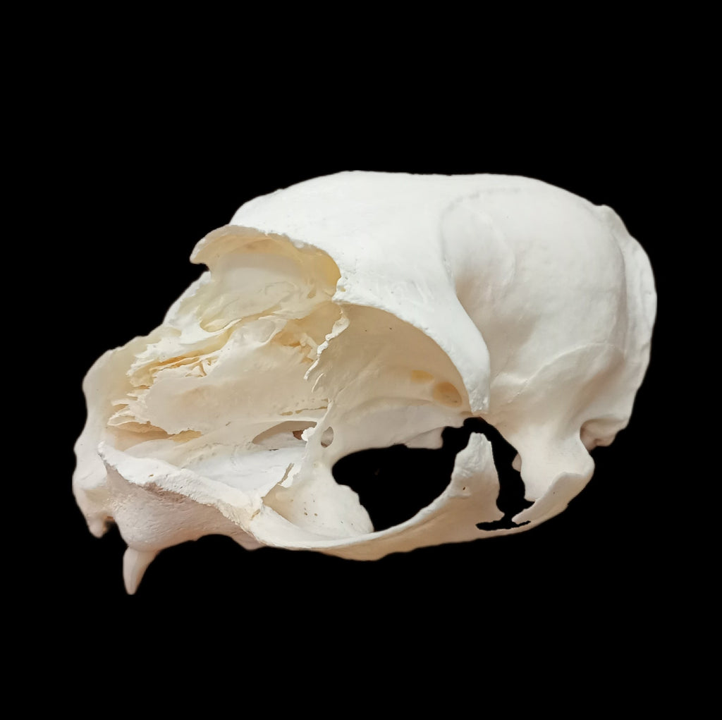 Cat Eroded Face skull - Lost archives store - product_name_for_sale - product_name_for_sale_australia - category_name