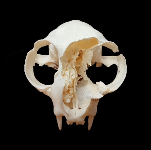 Cat Eroded Face skull - Lost archives store - product_name_for_sale - product_name_for_sale_australia - category_name