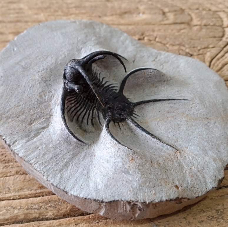 Ceratarges trilobite fossil - Lost archives store - product_name_for_sale - product_name_for_sale_australia - category_name