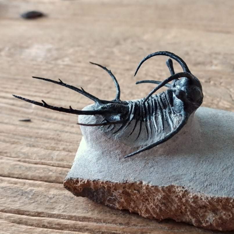 Ceratarges trilobite fossil - Lost archives store - product_name_for_sale - product_name_for_sale_australia - category_name