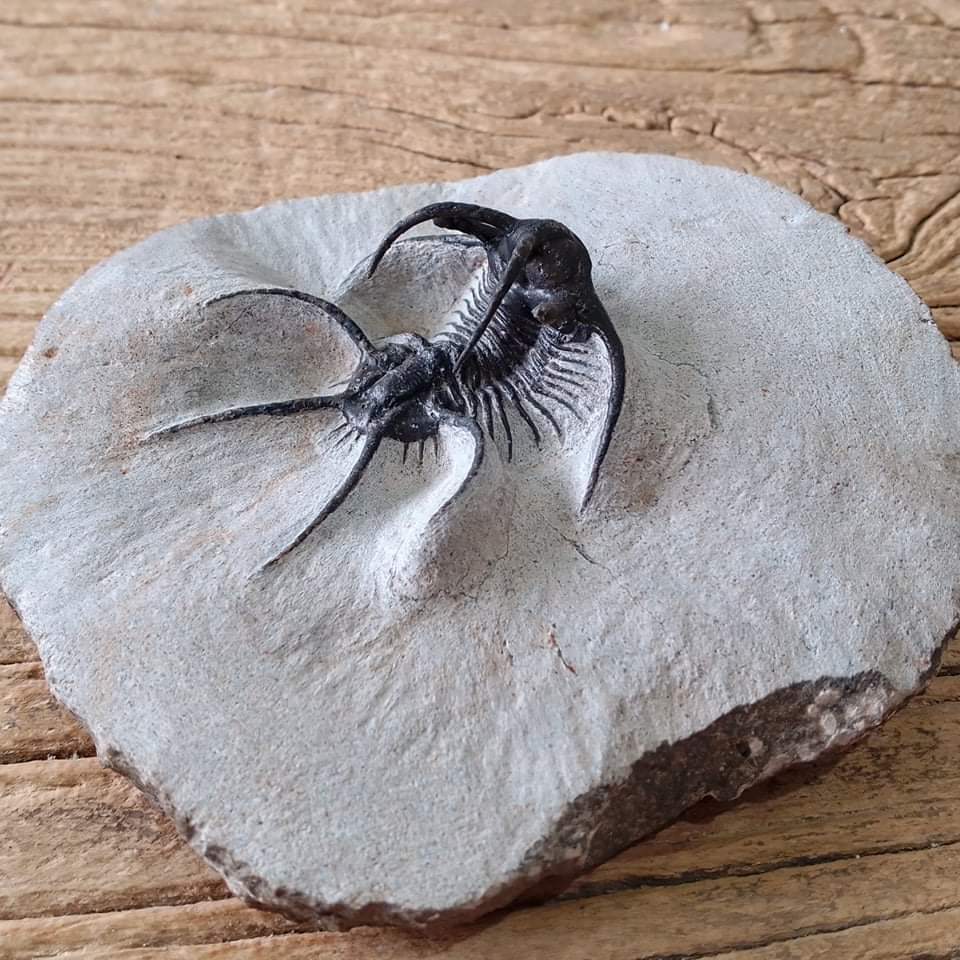 Ceratarges trilobite fossil - Lost archives store - product_name_for_sale - product_name_for_sale_australia - category_name