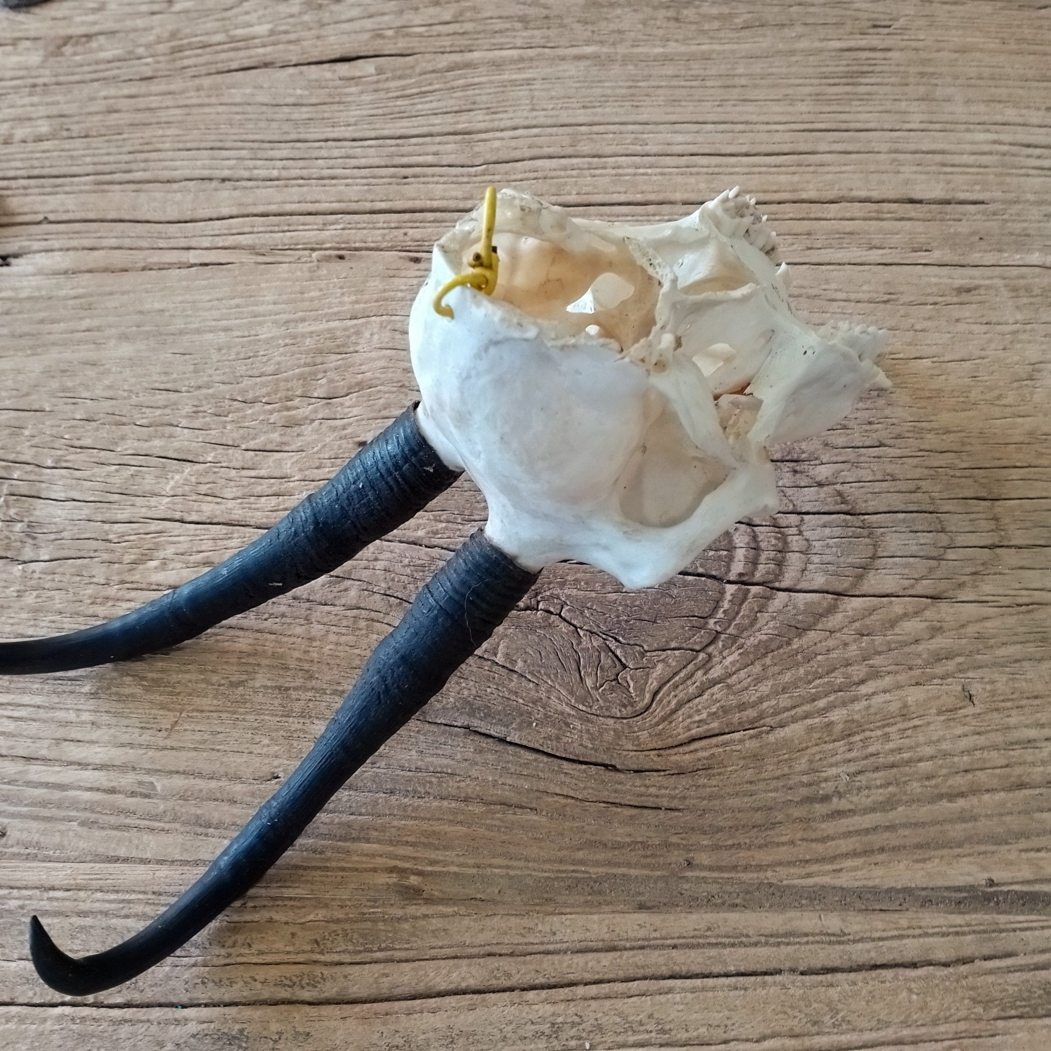 Chamois skull - Lost archives store - product_name_for_sale - product_name_for_sale_australia - category_name