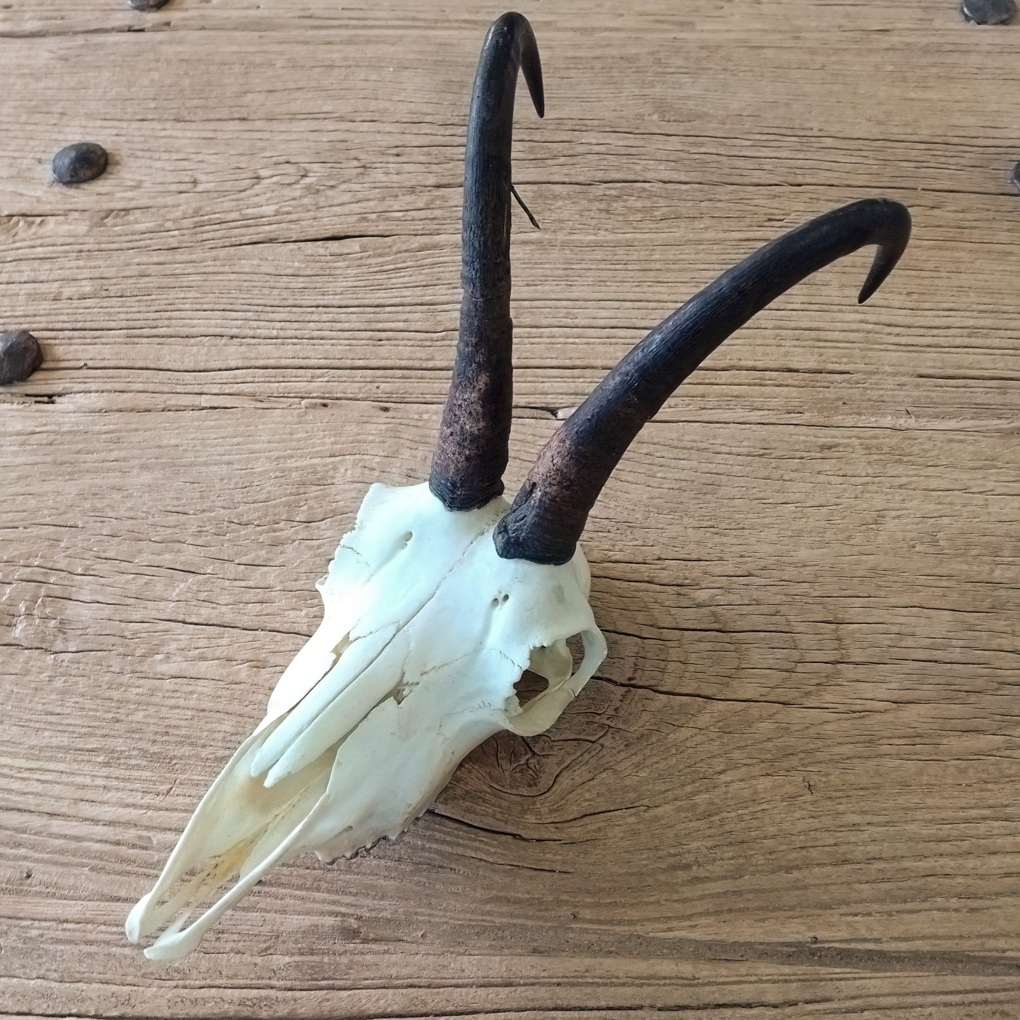 Chamois skull - Lost archives store - product_name_for_sale - product_name_for_sale_australia - category_name