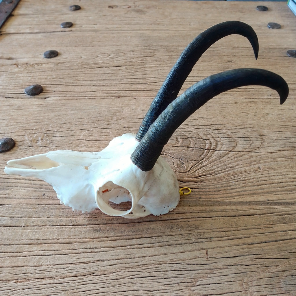Chamois skull - Lost archives store - product_name_for_sale - product_name_for_sale_australia - category_name
