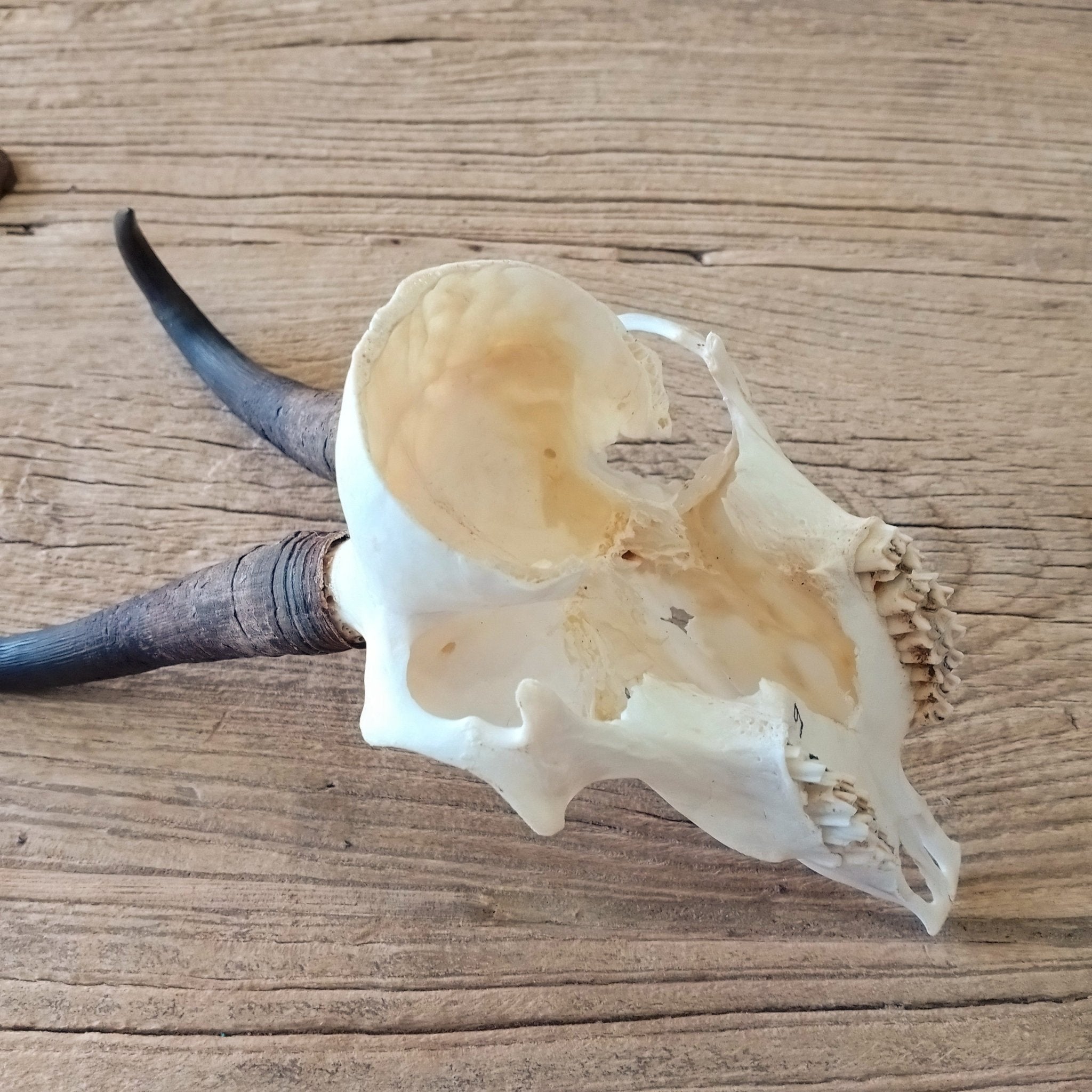 Chamois skull - Lost archives store - product_name_for_sale - product_name_for_sale_australia - category_name