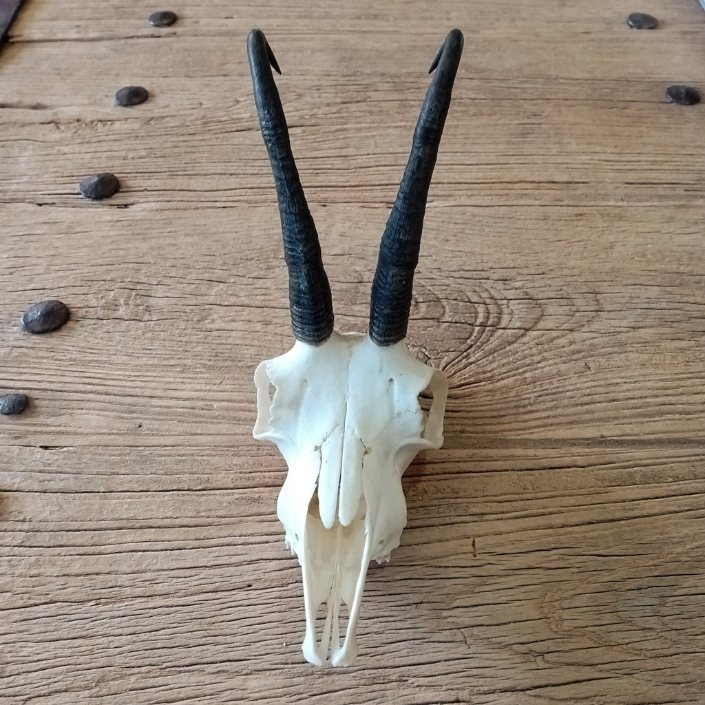 Chamois skull - Lost archives store - product_name_for_sale - product_name_for_sale_australia - category_name