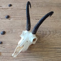 Chamois skull - Lost archives store - product_name_for_sale - product_name_for_sale_australia - category_name