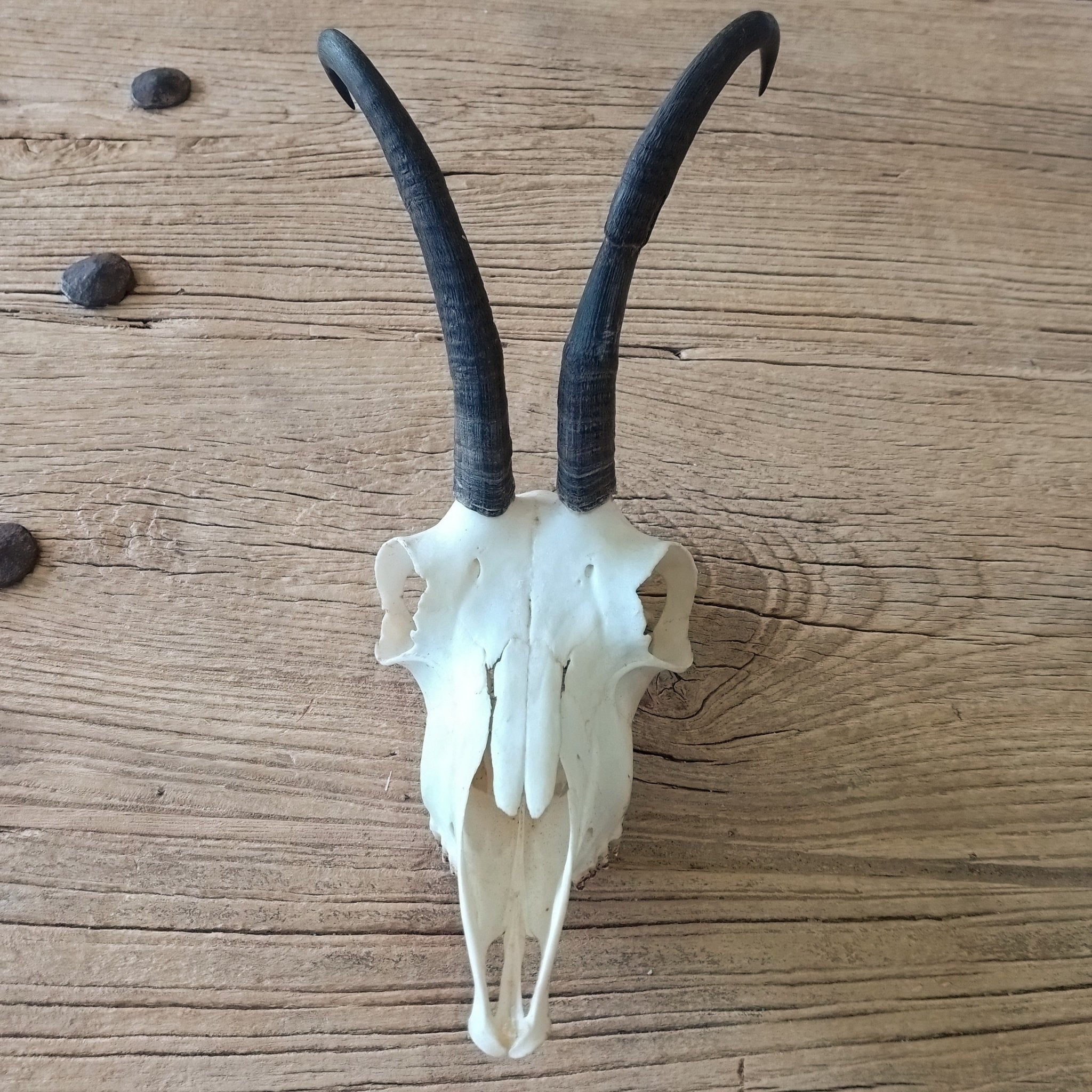 Chamois skull - Lost archives store - product_name_for_sale - product_name_for_sale_australia - category_name