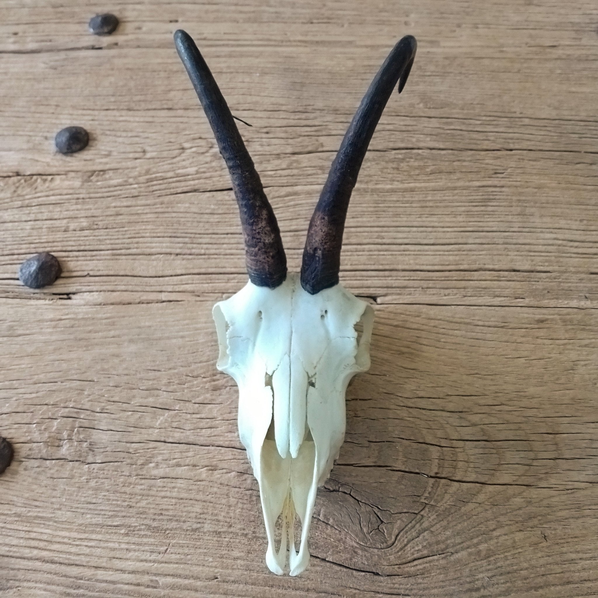 Chamois skull - Lost archives store - product_name_for_sale - product_name_for_sale_australia - category_name