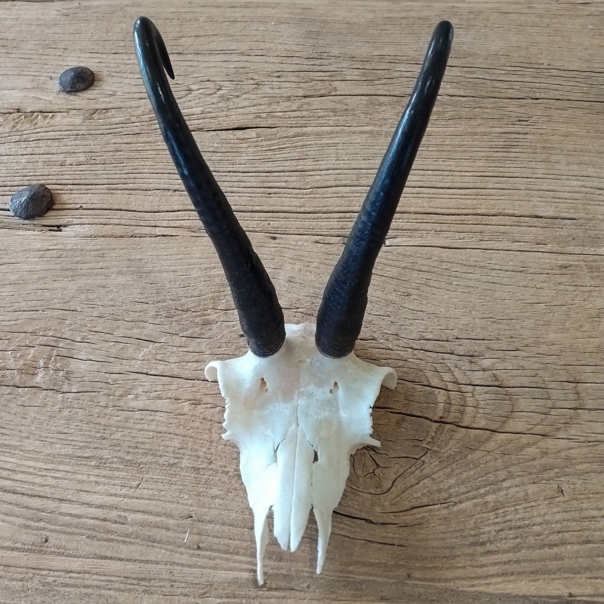 Chamois skullcap - Lost archives store - product_name_for_sale - product_name_for_sale_australia - category_name