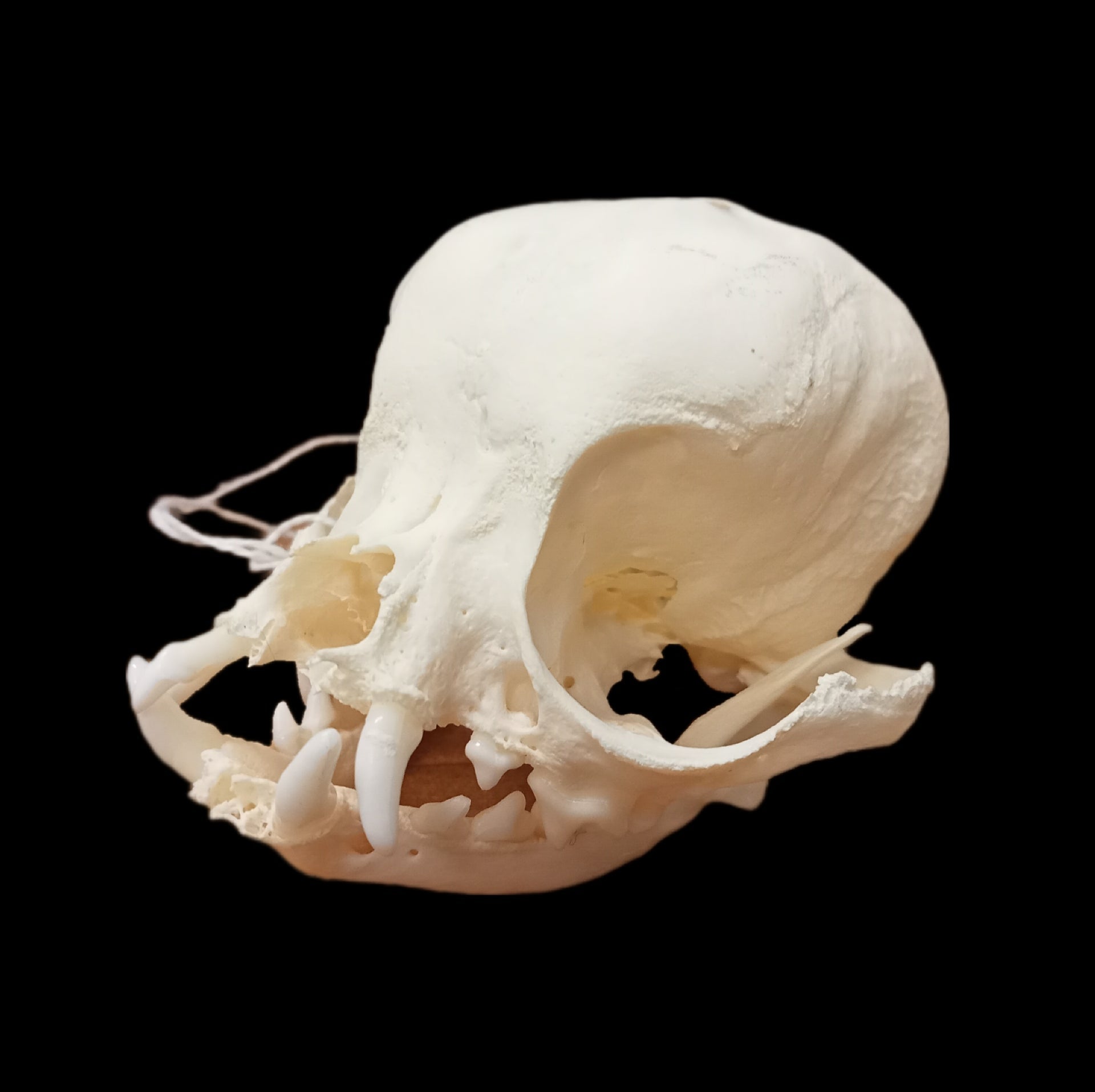 Chihuahua skull - Lost archives store - product_name_for_sale - product_name_for_sale_australia - category_name