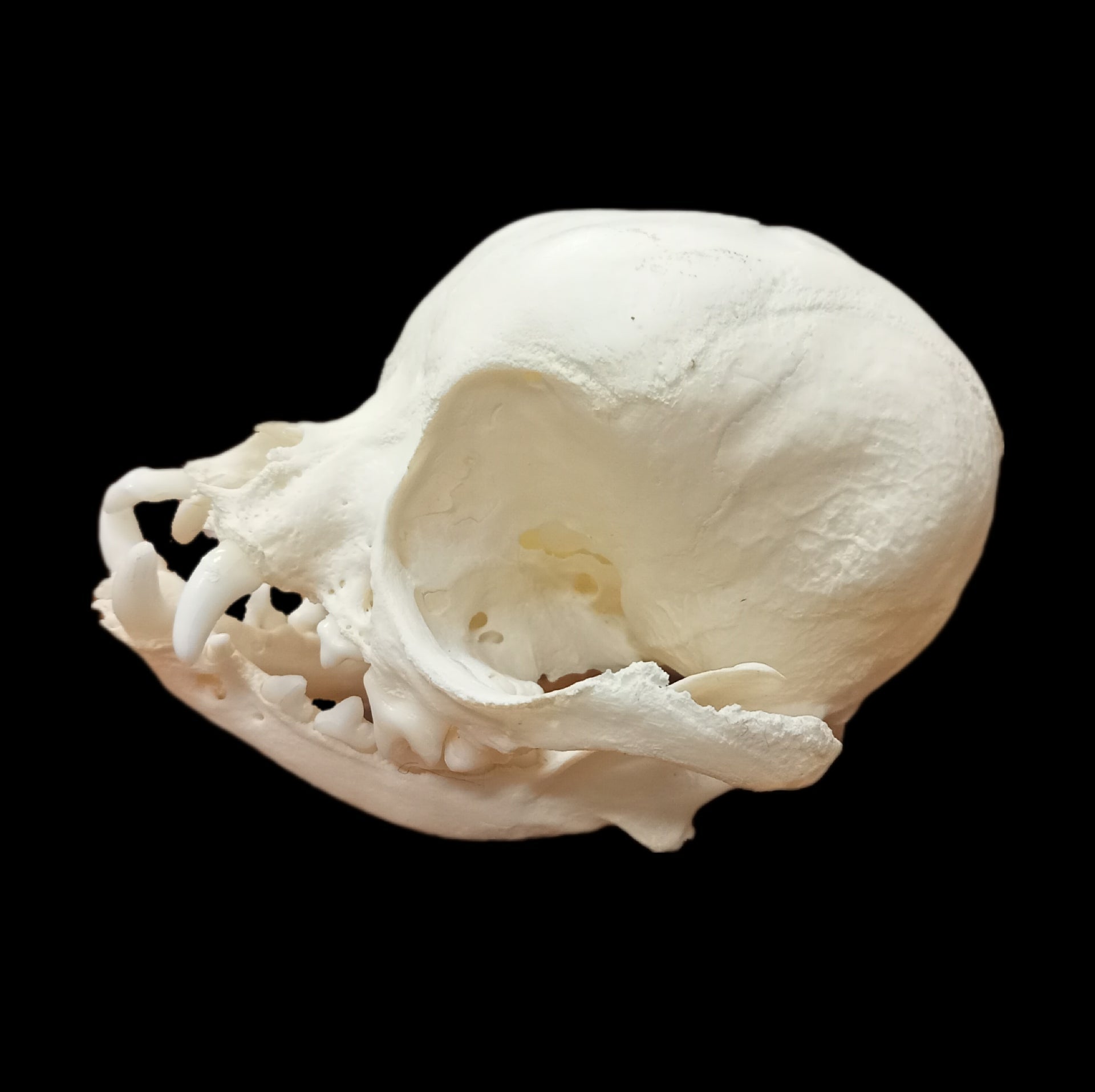 Chihuahua skull - Lost archives store - product_name_for_sale - product_name_for_sale_australia - category_name